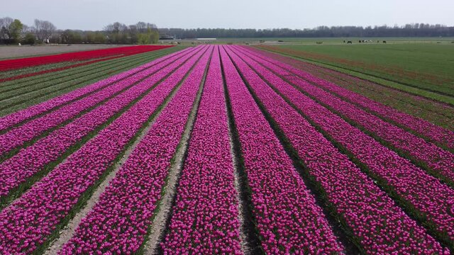 Colorful flowerfields with blooming pink and purple tulips in the Flevopolder of the Netherlands, Aerial upwards