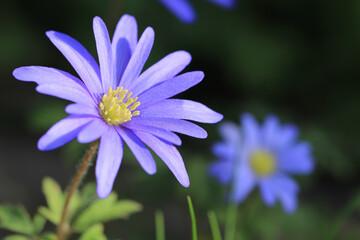 Blühende Anemone Blanda Blue Shades