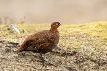 Red Grouse male, Scientific name; Lagopus Lagopus.  Close up of a Red Grouse male in Springtime, facing right in natural moorland habitat with grasses and green moss. Clean background. Copy Space
