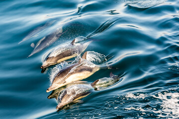 Dolphin Pod Breaking The Surface