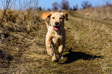Cute young labrador retriever dog running at the meadow on early spring