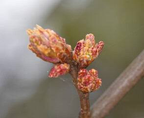 pre-spring - herb, tree, - black cherry