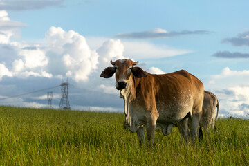 brown nelore cattle in the farm pasture