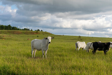 Nelore cattle in green pasture