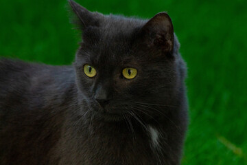 Black cat (close-up)