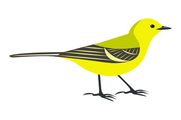 Bird Yellow-backed Wagtail (Motacilla lutea) isolated on white. Vector