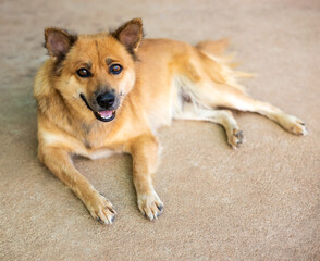 The brown Thai dog was lying and staring suspiciously.