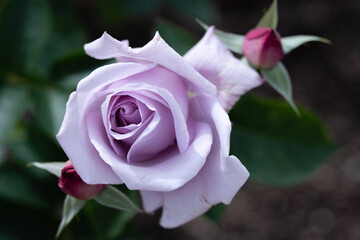 中之島公園薔薇園のバラ
