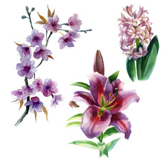 Watercolor illustration, set. Sakura, lily and hyacinth flowers. Spring summer motive.