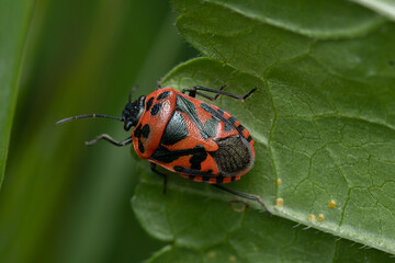 Top view of a red and black stink bug on a leaf with blurred background