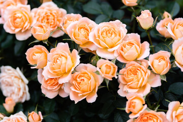 中之島公園薔薇園のバラ