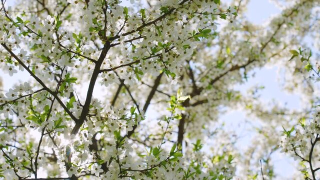 Closeup view 4k slow motion video footage of beautiful fresh spring sunny white floral blossom of fruit trees growing outdoors in orchard or garden. Abstract natural springtime background