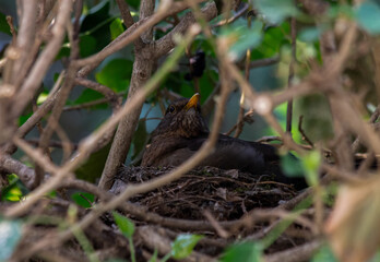 Breeding blackbird in nest 