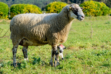 Sheep grazing in a field