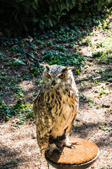 European eagle owl at the Certosa park in Collegno, Turin, Italy
