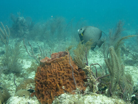 Giant Barrel Sponge and Gray Angelfish