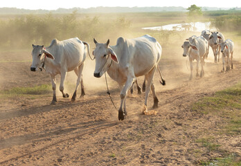 Cows walk on the dirt country road in the dry season