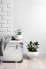 White wooden box and young home plants in white flower pots on white wall background. Copy space