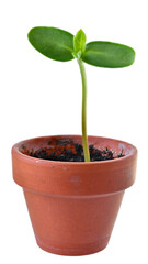 Sunflower sprout in a clay pot close-up isolated