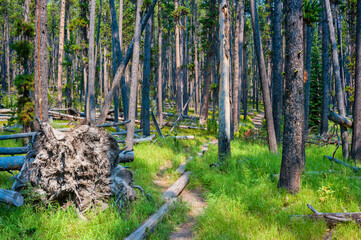 Obraz premium Hiking trail through pine forest in Yellowstone