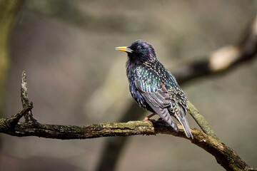 Star ( Sturnus vulgaris ).