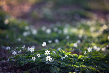 Piękny zawilec gajowego. Białe kwiaty anemonów kwitnących wiosną w lesie. Delikatne płatki...