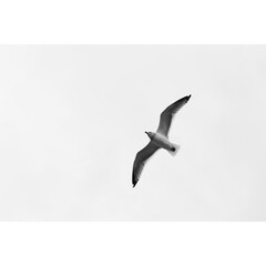 Flying Seagull