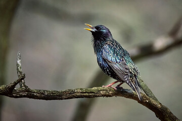 Star ( Sturnus vulgaris ).