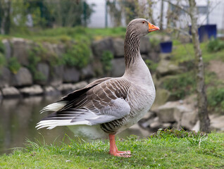 Grey goose, grass, stream in the background