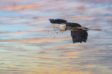 Mississippi River rookery - Great Blue Heron in Flight	
