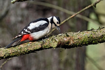 Buntspecht ( Dendrocopos major ).