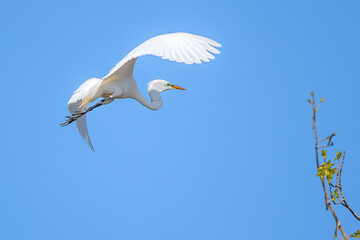 Great Egret in spring time
