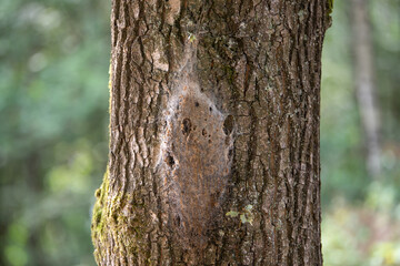 Fototapeta premium processierups in tree in the forest