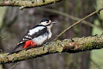 Buntspecht ( Dendrocopos major ).