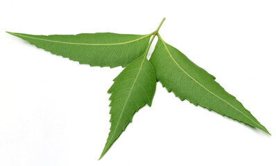 Medicinal neem leaves over white background