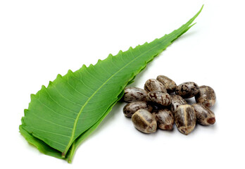 Medicinal neem leaves with castor beans over white background