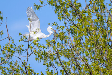 Great Egret in spring time