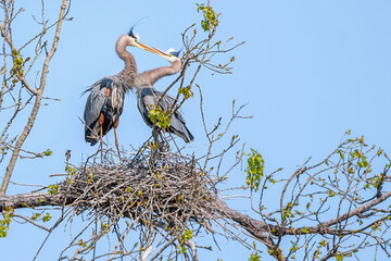 Great Blue Herons Building a Nest	