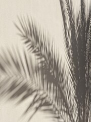 Tropical palm tree leaves and sunlight shadows on neutral beige wall. Aesthetic floral shadow silhouette background