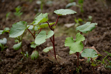 bunch the small ladyfinger plant with leaves growing in the farm.