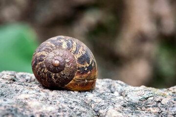Gefleckte Weinbergschnecke ( Cornu aspersum , Helix aspersa , Cryptomphalus aspersus oder Cantareus aspersus ).