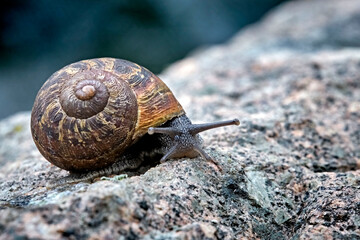 Gefleckte Weinbergschnecke ( Cornu aspersum , Helix aspersa , Cryptomphalus aspersus oder Cantareus aspersus ).