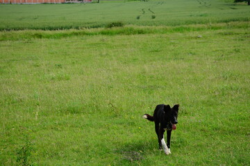 cow and dog lıvıng th lıfe