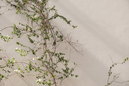 Closeup of tropical plant with beautiful white and red flowers and green leaves against beige wall with sunlight shadows. Summer travel vacation floral background