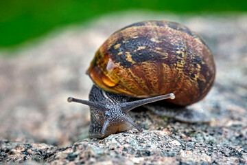 Gefleckte Weinbergschnecke ( Cornu aspersum , Helix aspersa , Cryptomphalus aspersus oder Cantareus aspersus ).