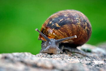 Gefleckte Weinbergschnecke ( Cornu aspersum , Helix aspersa , Cryptomphalus aspersus oder Cantareus aspersus ).