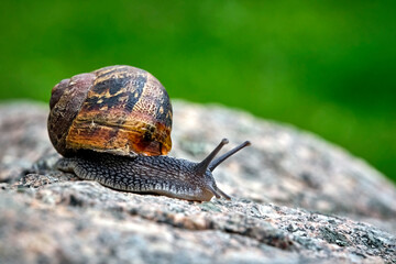 Gefleckte Weinbergschnecke ( Cornu aspersum , Helix aspersa , Cryptomphalus aspersus oder Cantareus aspersus ).