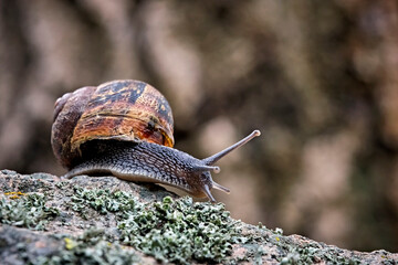 Gefleckte Weinbergschnecke ( Cornu aspersum , Helix aspersa , Cryptomphalus aspersus oder Cantareus aspersus ).