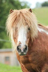 portrait of a pino shetland pony