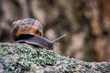 Gefleckte Weinbergschnecke ( Cornu aspersum , Helix aspersa , Cryptomphalus aspersus oder Cantareus aspersus ).